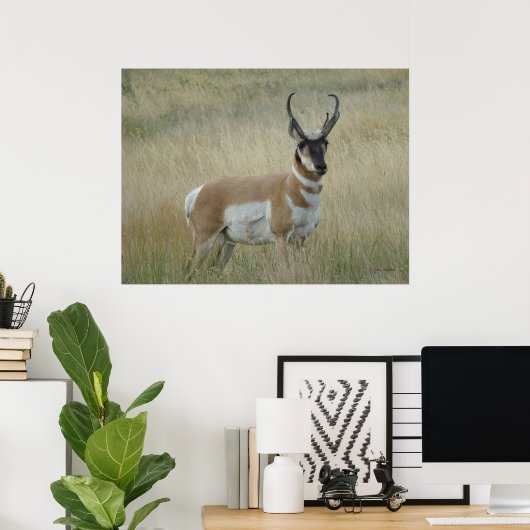 A8 Pronghorn Antelope Big Buck Poster (Thuiskantoor)