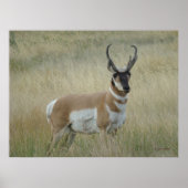 A8 Pronghorn Antelope Big Buck Poster (Voorkant)