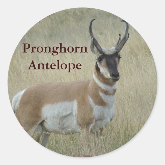 A8 Pronghorn Antelope Big Buck Ronde Sticker (Voorkant)
