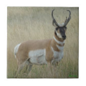 A8 Pronghorn Antelope Big Buck Tegeltje (Voorkant)