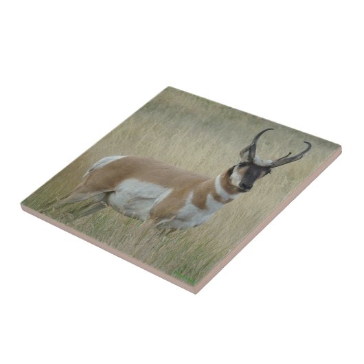 A8 Pronghorn Antelope Big Buck Tegeltje (Zijkant)