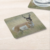 A8 Pronghorn Antelope Buck Kartonnen Onderzetters (Schuin)