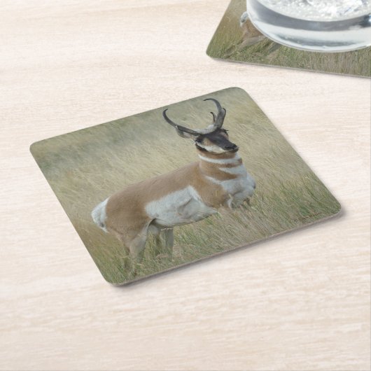 A8 Pronghorn Antelope Buck Kartonnen Onderzetters (Schuin)
