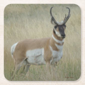 A8 Pronghorn Antelope Buck Kartonnen Onderzetters (Voorkant)