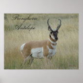 A8 Pronghorn Antelope Poster (Voorkant)