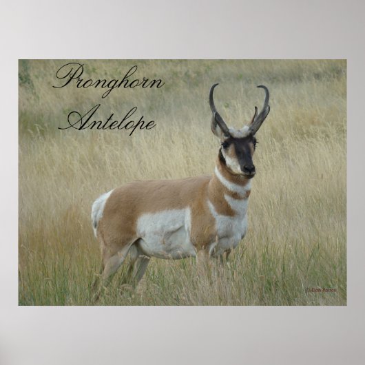 A8 Pronghorn Antelope Poster (Voorkant)