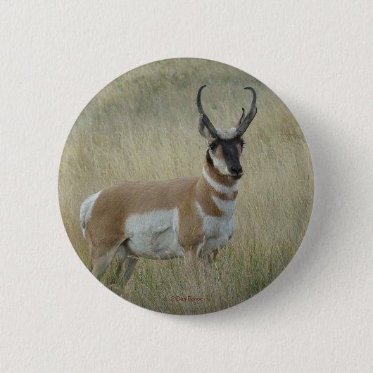 A8 Pronghorn Antelope Ronde Button 5,7 Cm (Voorkant)