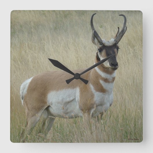 A8 Pronghorn Antelope Vierkante Klok (Voorkant)