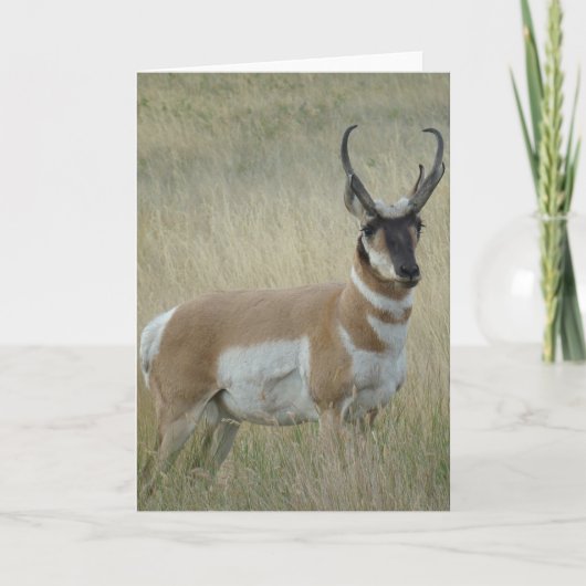 A9 de Grote Bok van de Antilope van Pronghorn Kaart (Voorkant)