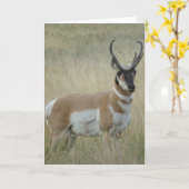A9 de Grote Bok van de Antilope van Pronghorn Kaart (Gele Bloem)