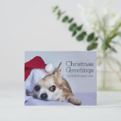 A 6 year old long hair chihuahua feestdagenkaart (Staand voorkant)