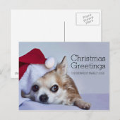 A 6 year old long hair chihuahua feestdagenkaart (Voorkant / Achterkant)