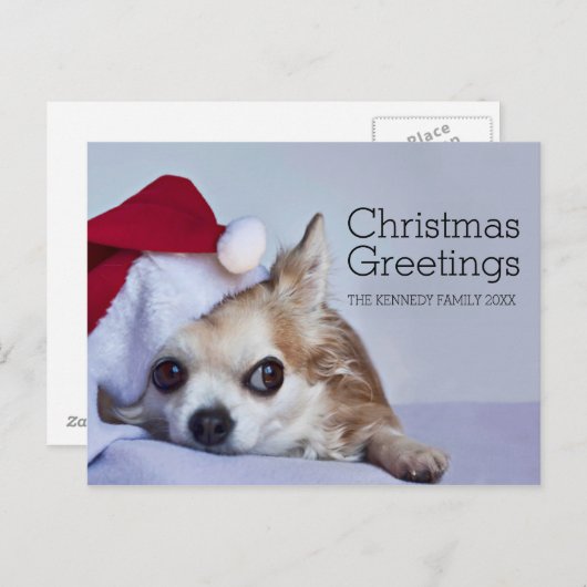 A 6 year old long hair chihuahua feestdagenkaart (Voorkant / Achterkant)