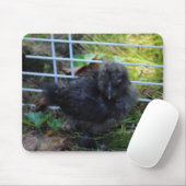 A Baby Silkie Muismat (Met muis)