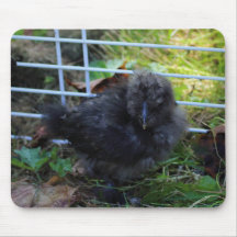 A Baby Silkie