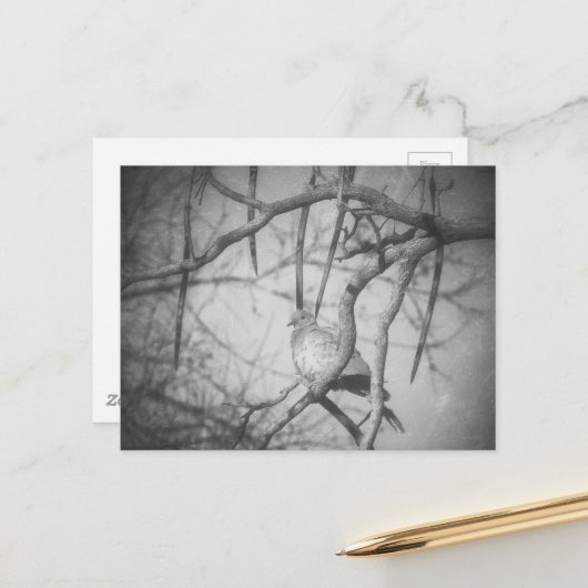 A beautiful Dove Black and White Briefkaart (Voorkant / Achterkant in situ)