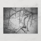 A beautiful Dove Black and White Briefkaart (Voorkant)
