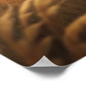 A Beautiful Forest Wolf Poster (Hoek)