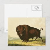 A Bison, c.1832 Briefkaart (Voorkant / Achterkant)
