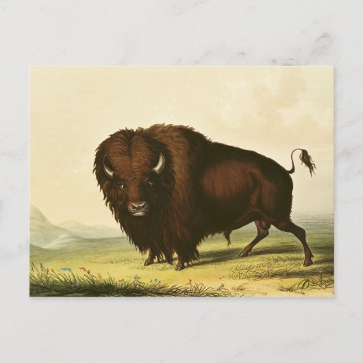 A Bison, c.1832 Briefkaart (Voorkant)
