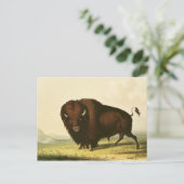 A Bison, c.1832 Briefkaart (Staand voorkant)