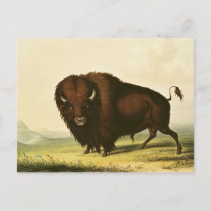 A Bison, c.1832 Briefkaart
