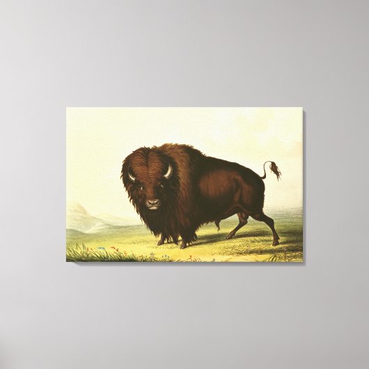 A Bison, c.1832 Canvas Afdruk (Voorkant)