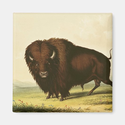 A Bison, c.1832 Magneet (Voorkant)