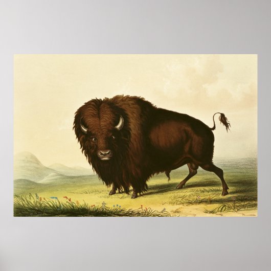 A Bison, c.1832 Poster (Voorkant)