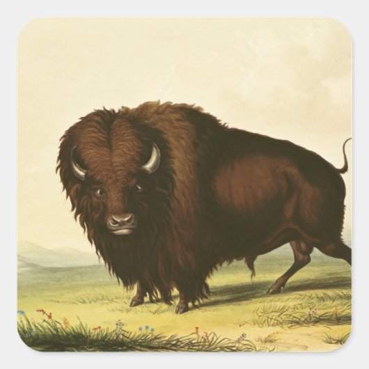 A Bison, c.1832 Vierkante Sticker (Voorkant)