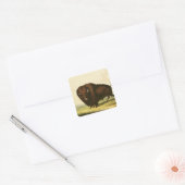 A Bison, c.1832 Vierkante Sticker (Envelop)