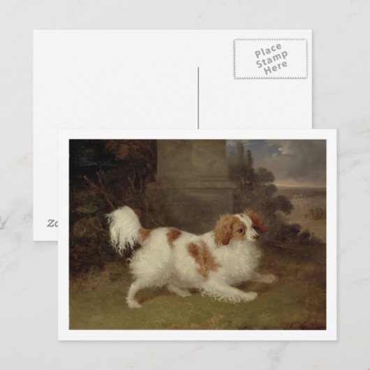 A Blenheim Spaniel, c.1820-30 (olie op doek) Briefkaart (Voorkant / Achterkant)