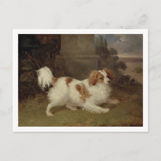 A Blenheim Spaniel, c.1820-30 (olie op doek) Briefkaart (Voorkant)