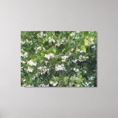 A Blooming California: Manzanita Dr. Hurd Canvas Afdruk (Voorkant)