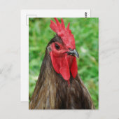 A Blue Rooster Briefkaart (Voorkant / Achterkant)