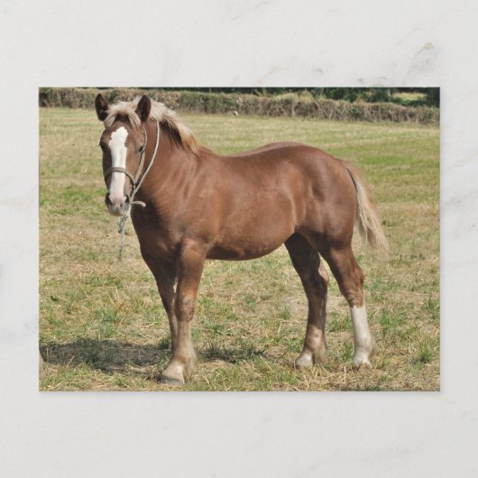 A Bretonfoal in Frankrijk Briefkaart (Voorkant)