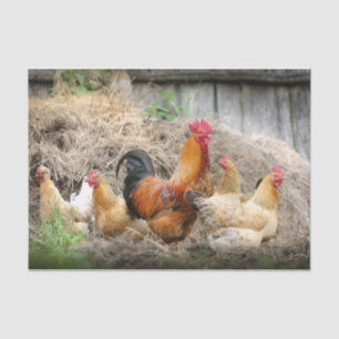 A Chaotic Chicken Portrait Part 3 Tissuepapier