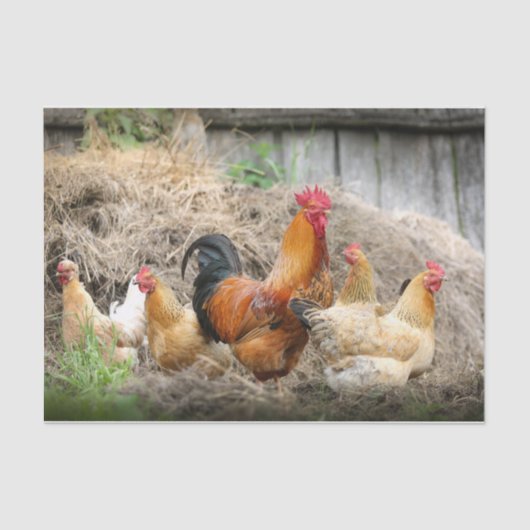 A Chaotic Chicken Portrait Part 3 Tissuepapier (Voorkant)