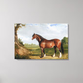 A Clydesdale Stallion Canvas Afdruk (Voorkant)