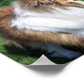 A COLLIE POSTER (Hoek)