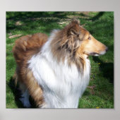 A COLLIE POSTER (Voorkant)