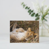 A Cub's Siesta Briefkaart (Staand voorkant)