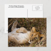 A Cub's Siesta Briefkaart (Voorkant / Achterkant)