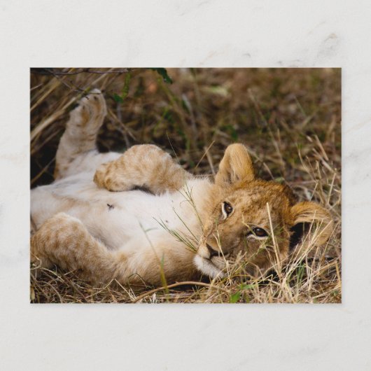 A Cub's Siesta Briefkaart (Voorkant)