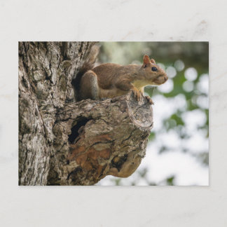 A curious squirrel perched on the knob of a tree. briefkaart