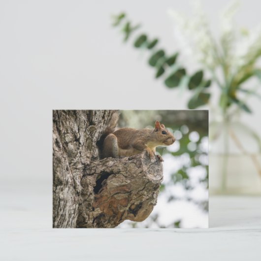 A curious squirrel perched on the knob of a tree. briefkaart (Staand voorkant)