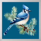 A Cute Blue Jay  Poster (Voorkant)