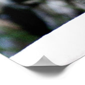 A Cute Little Canadian Lynx Kitten Poster (Hoek)