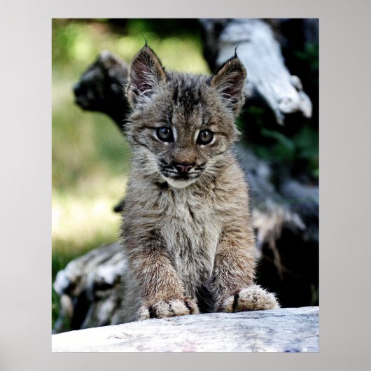A Cute Little Canadian Lynx Kitten Poster (Voorkant)