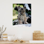 A Cute Little Canadian Lynx Kitten Poster (Keuken)